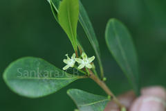 Erythroxylum monogynum